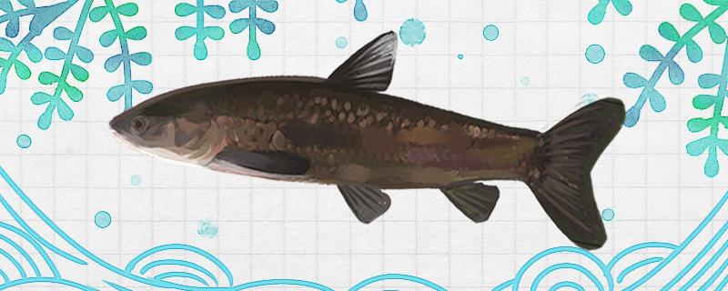 Can black pit still catch herring in winter? Which kind is the best method