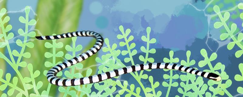 Species and habits of sea snakes