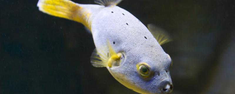 Is puffer fish viviparous or oviparous, and how to reproduce
