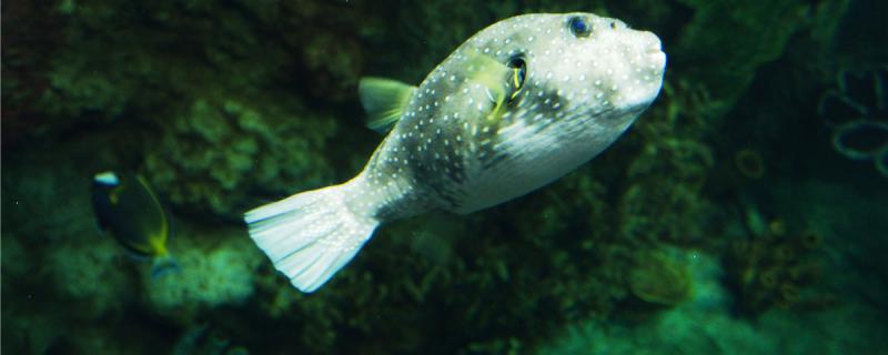 Is puffer fish tropical fish or cold water fish, does feeding have an impact on human body