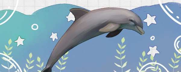海豚睡觉时是什么样子的，什么时候睡觉