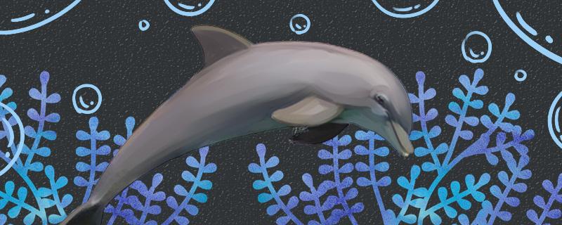 海豚的尾巴像什么形状，有什么作用