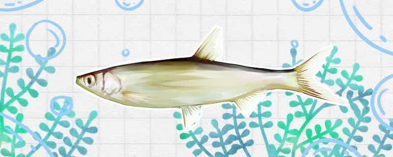 白条鱼秋冬季怎么钓，用什么饵料