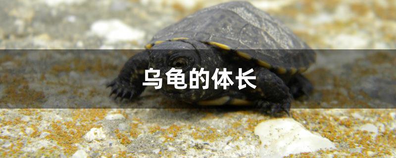 烏龜?shù)捏w長(zhǎng) 烏龜