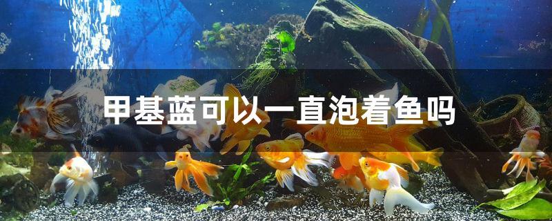 甲基藍可以一直泡著魚嗎 充氧泵