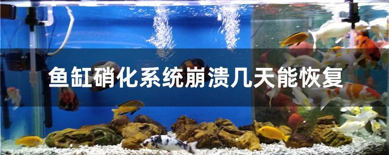 魚缸硝化系統崩潰幾天能恢復