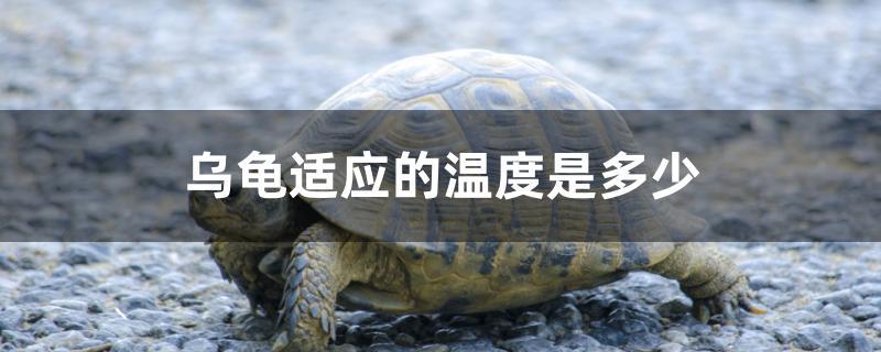乌龟适应的温度是多少