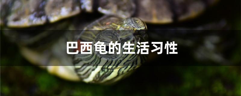 巴西龟的生活习性