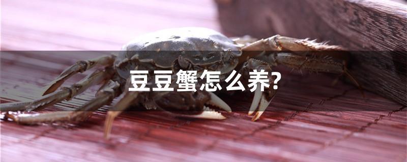 豆豆蟹怎么养?