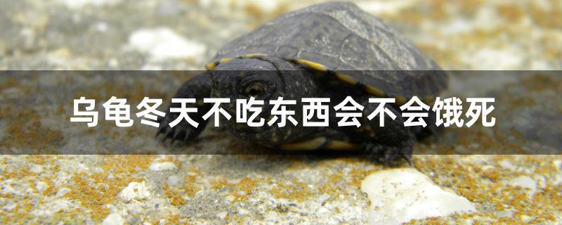 烏龜冬天不吃東西會不會餓死