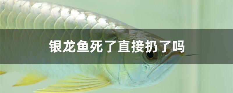 银龙鱼死了直接扔了吗 杀菌消毒设备