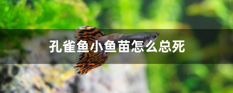 孔雀魚小魚苗怎么總死 狗狗（犬）