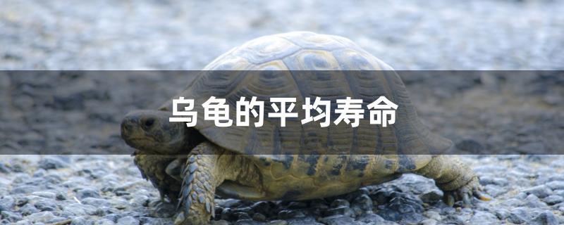 乌龟的平均寿命 新加坡号半红龙鱼（练手级红龙鱼）