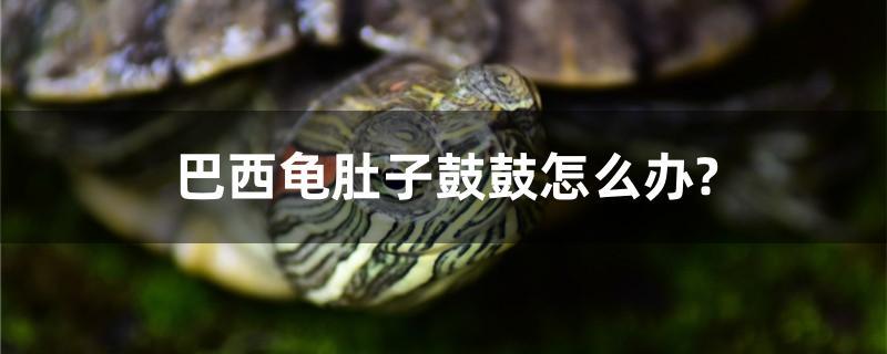 巴西龟肚子鼓鼓怎么办?