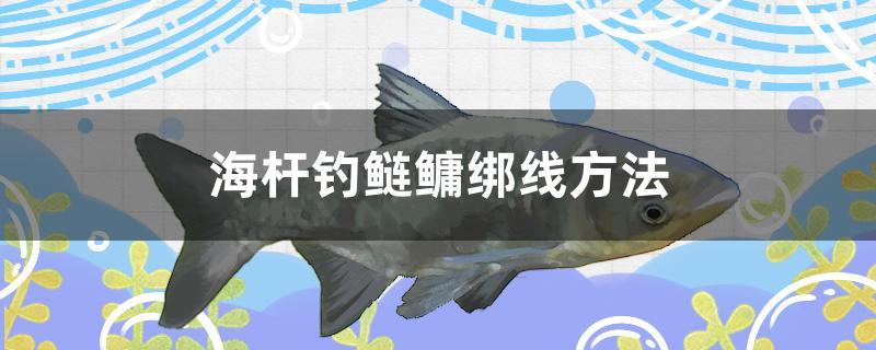 海桿釣鰱鳙綁線方法 稀有紅龍品種