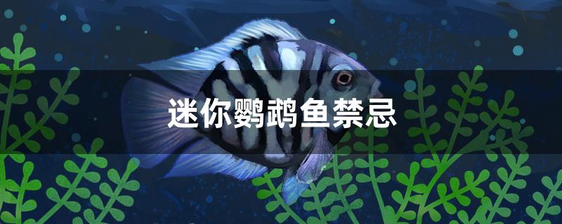 迷你鸚鵡魚禁忌 進(jìn)口元寶鳳凰魚