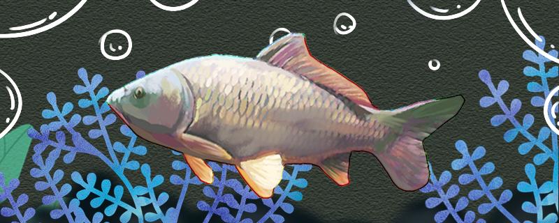 In winter, carp are generally in what position in the water and how can they be caught