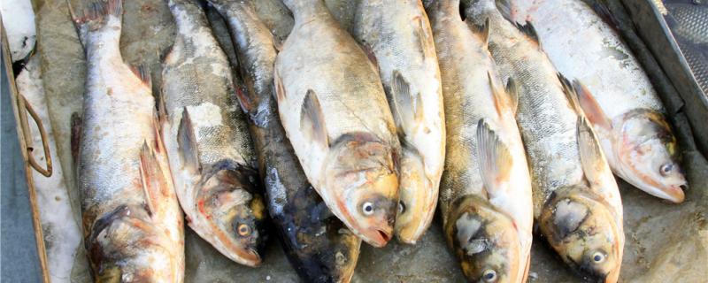 冬季钓鲢鱼用什么味的饵料，用什么渔具