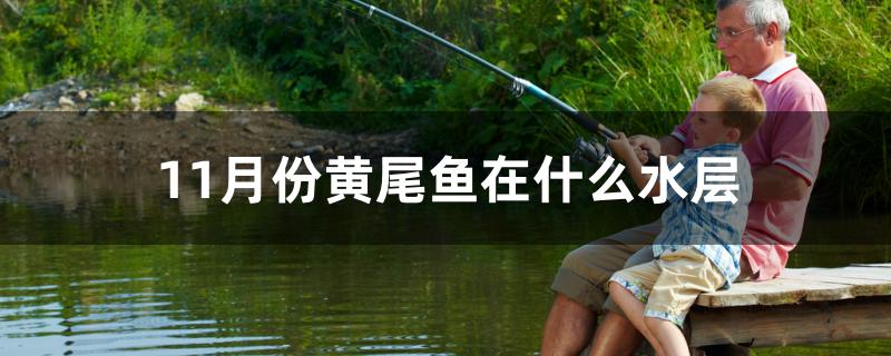 11月份黃尾魚在什么水層 水族維護(hù)服務(wù)（上門）