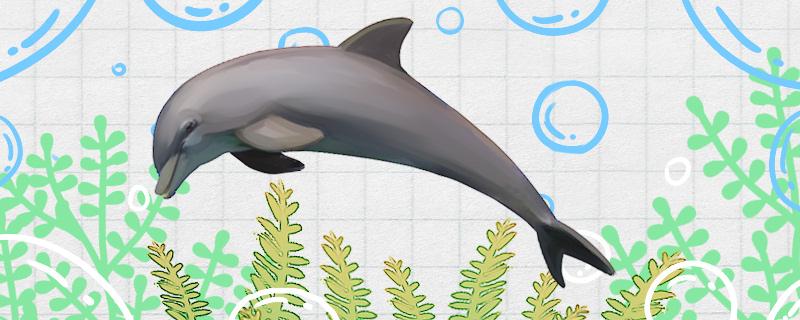 海豚为什么是大白鲨的天敌，海豚有天敌吗