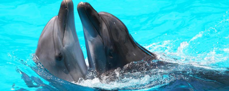 Can dolphins talk and interact with humans