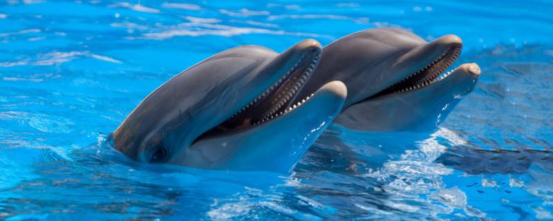 Why dolphins are close to human beings and why dolphins save people