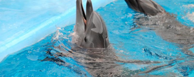 海豚可以在水里呼吸吗，怎么呼吸