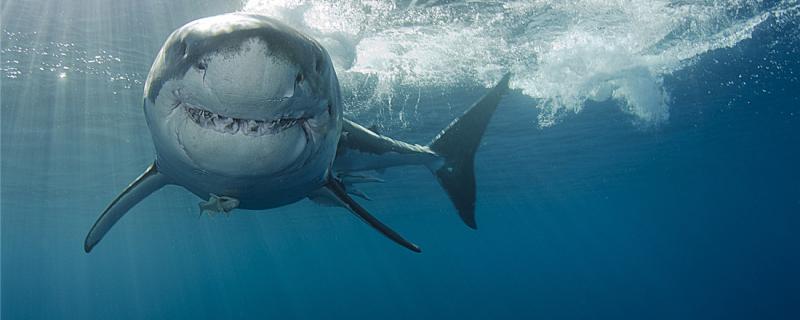 鲨鱼不吃海豚的真实原因，鲨鱼吃同类的原因