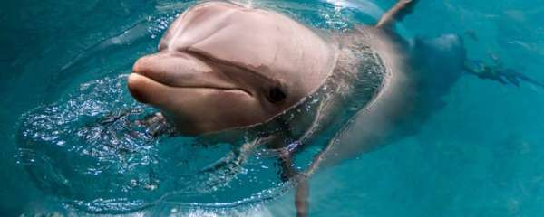 海豚有没有毒，可以直接触摸吗