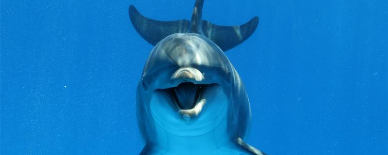 海豚在海里如何进行呼吸的?在海里如何游动
