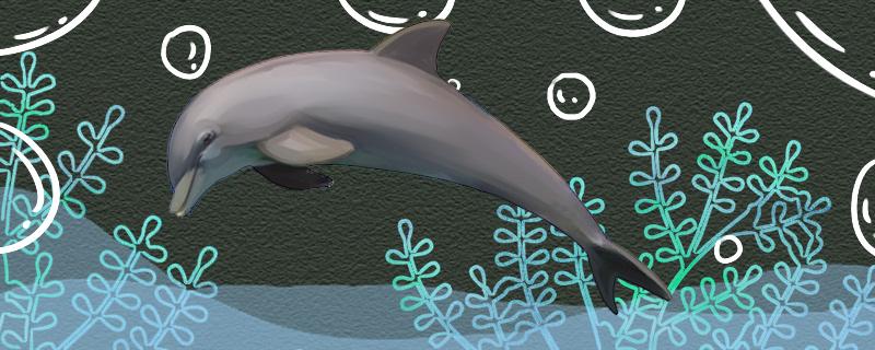 海豚可以在陆地上生活吗，可以一直在水中吗
