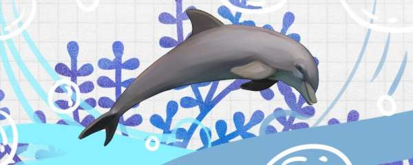 海豚吃什么食物为主，生活在哪些海域