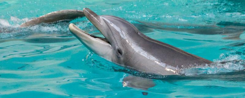 海豚的寿命最长能达到多少年，体型能长多大