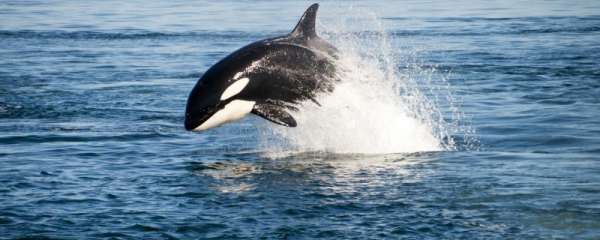 虎鲸有多重多少吨，吃什么食物