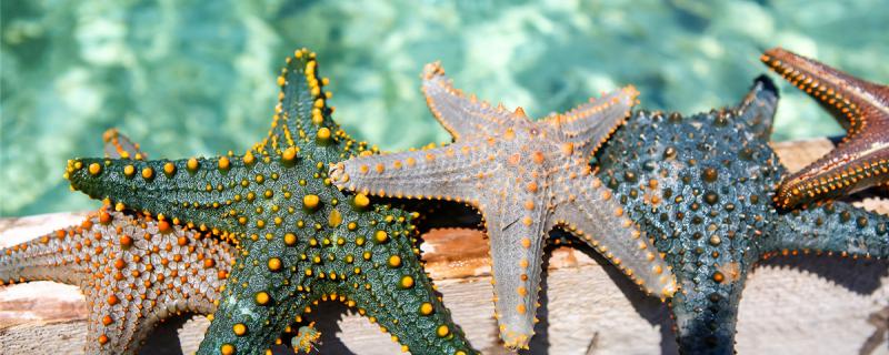 Are starfish mollusks? What are the marine mollusks
