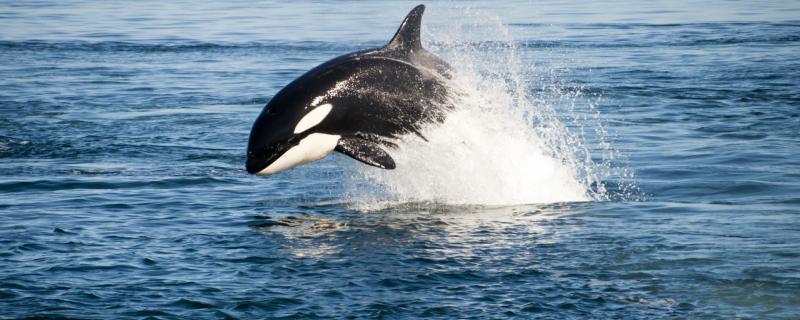 Do killer whales eat beluga whales and what food do they eat