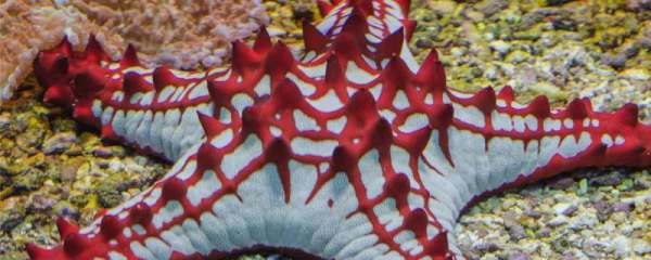 海星是海洋动物吗，有哪些繁殖方式