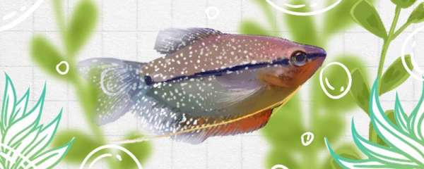 珍珠马甲鱼能活多久，能长多大