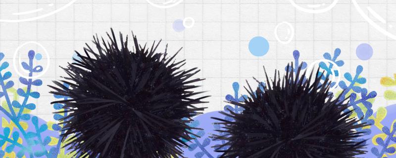 What are the eyes above the sea urchin? Do sea urchins have legs