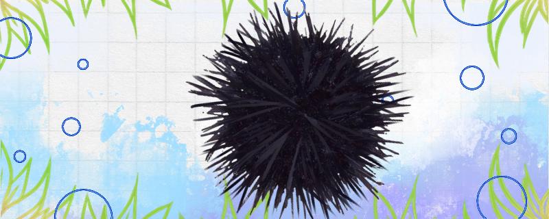 How many kinds of sea urchins, how to choose sea urchins