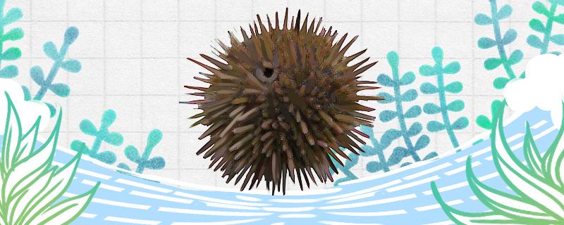 Do sea urchins have mouths? Do you have eyes
