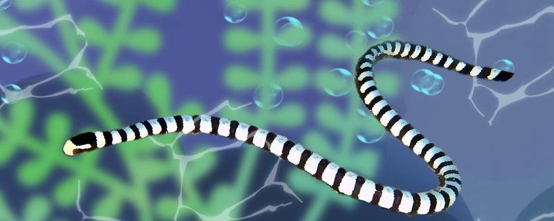 What is a sea snake? Are sea snakes poisonous