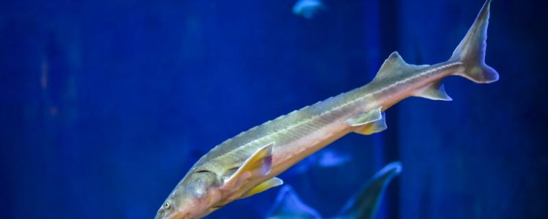Can Chinese sturgeon and koi fish be mixed? What fish can you mix with