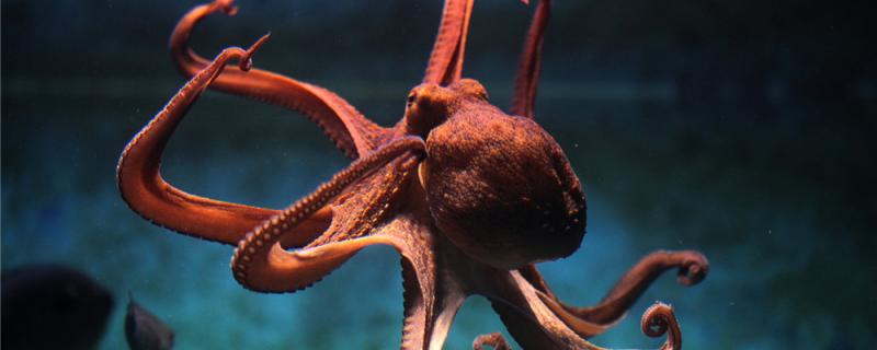How to raise octopus with fresh water, can you raise it at home