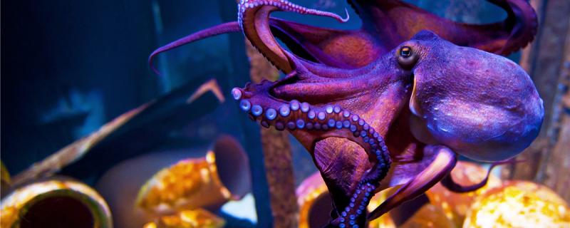 Are octopuses fish? What do you like to eat