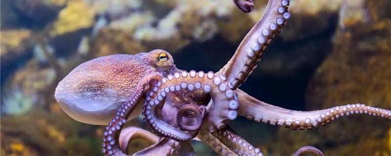 章鱼能在陆地上活多久能用淡水养吗