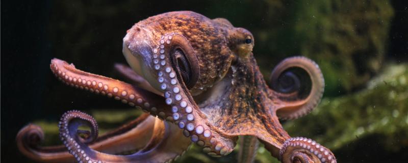 Octopus tentacles are hands or feet, tentacles have what role