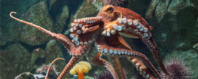 How long do octopuses live and how big can they grow
