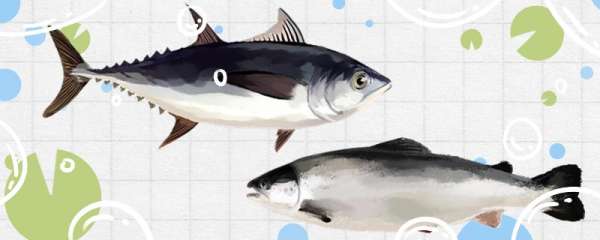 吞拿鱼和金枪鱼是同一种鱼吗，和三文鱼是同一种鱼吗