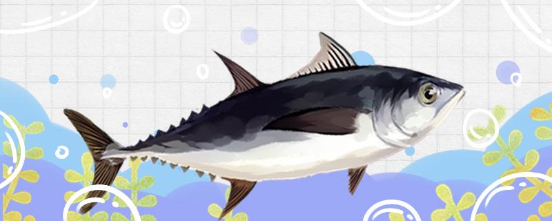 Does tuna sleep? How big is tuna